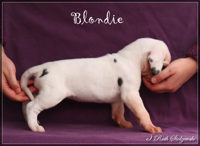 comp_Blondie3