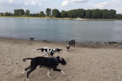 Spielen mit Aatos am Rheinufer in Köln
